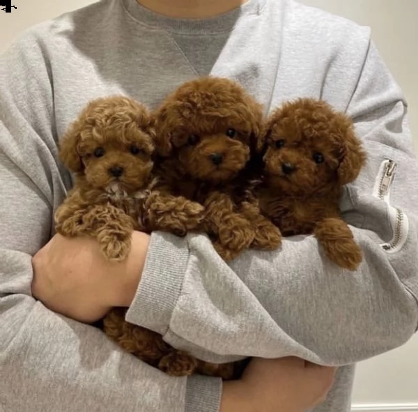 splendidi cuccioli di barboncino mini toy 