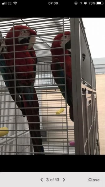 pappagalli ara blu e oro con retro a mano | Foto 0