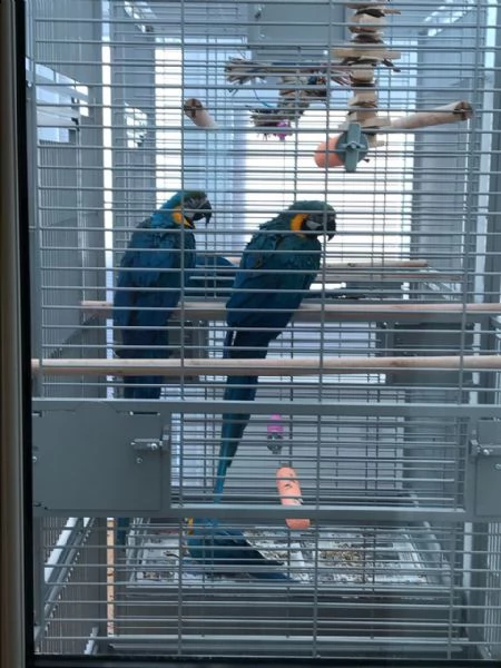 pappagalli ara blu e oro con retro a mano