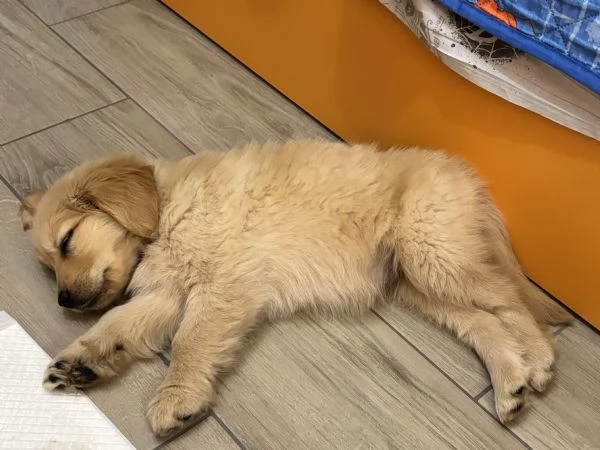 Cucciola Golden Retriver AngloAmericano + Pedigree | Foto 0