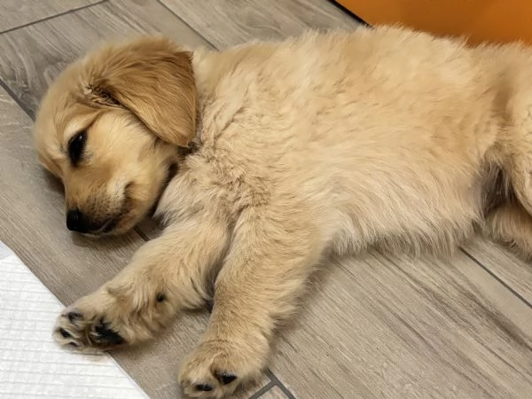 Cucciola Golden Retriver AngloAmericano + Pedigree