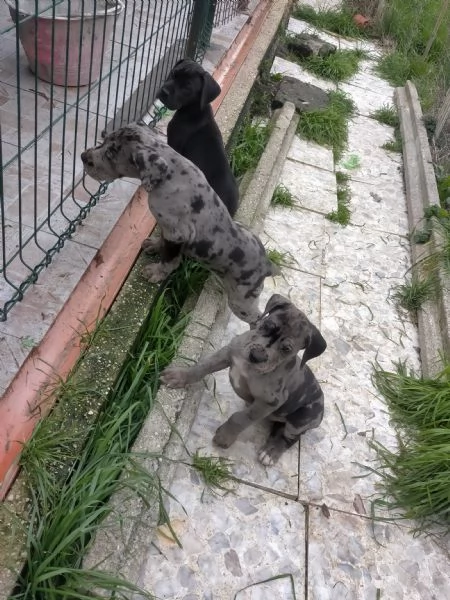 Super cuccioli Alano  | Foto 4