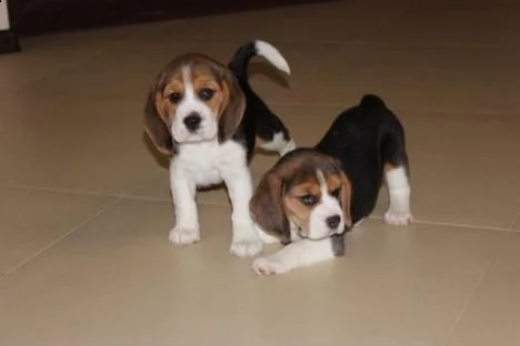 dolci cuccioli di beagle