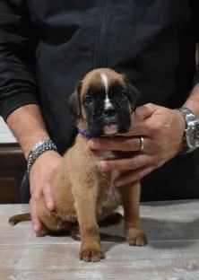  stupendi cuccioli di boxer 