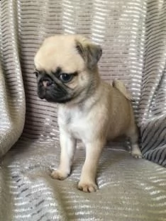 disponibili cuccioli di carlino maschi e femmine