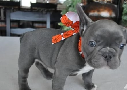 uccioli bouledogue francese