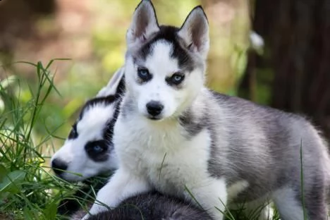 bellissimo cuccioli di siberian husky con occhi azzurri 