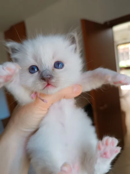 SACRO DI BIRMANIA CUCCIOLI | Foto 2