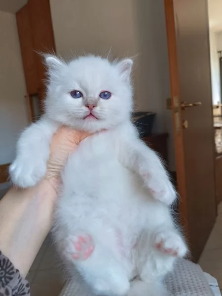 SACRO DI BIRMANIA CUCCIOLI | Foto 1