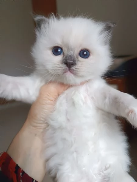 SACRO DI BIRMANIA CUCCIOLI