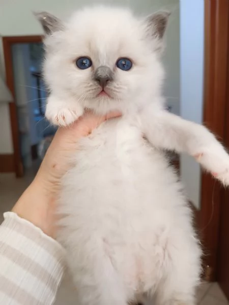 SACRO DI BIRMANIA CUCCIOLI | Foto 0