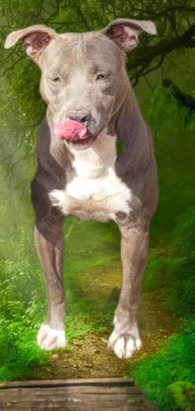 Pitbull pedigree  | Foto 0