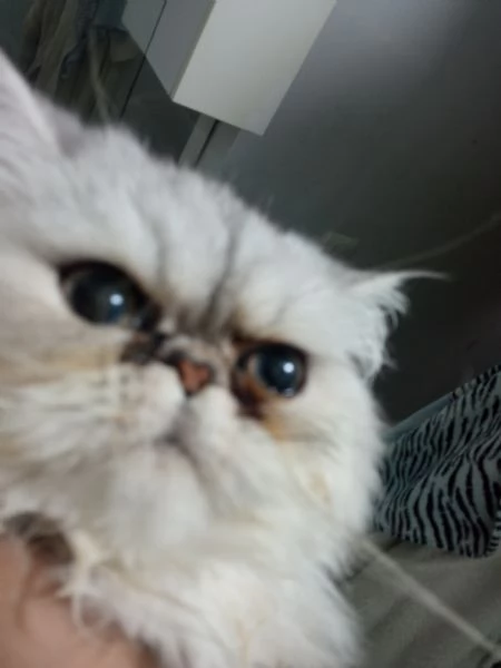 Coppia di gatti persiani Silver chinchilla  | Foto 2