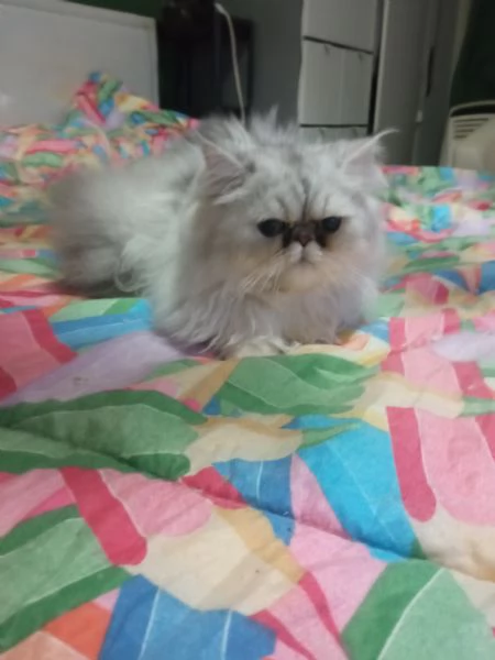 Coppia di gatti persiani Silver chinchilla  | Foto 1