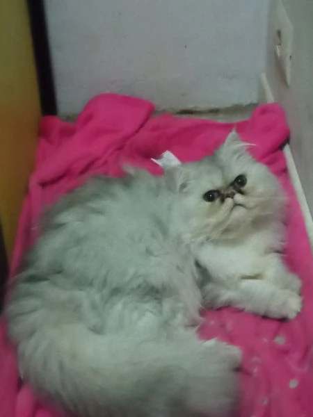 Coppia di gatti persiani Silver chinchilla 