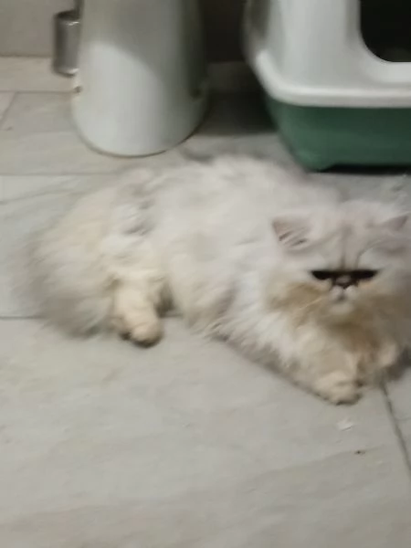 Coppia di gatti persiani Silver chinchilla  | Foto 0