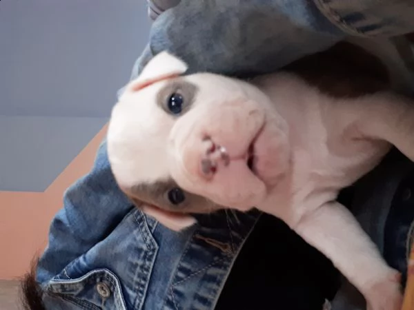 American Bully Pocket