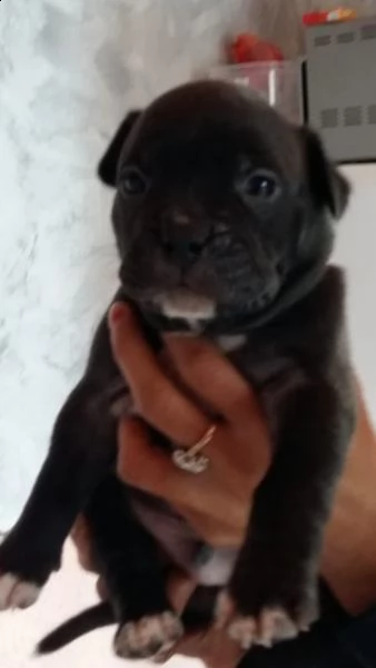 American Bully Pocket