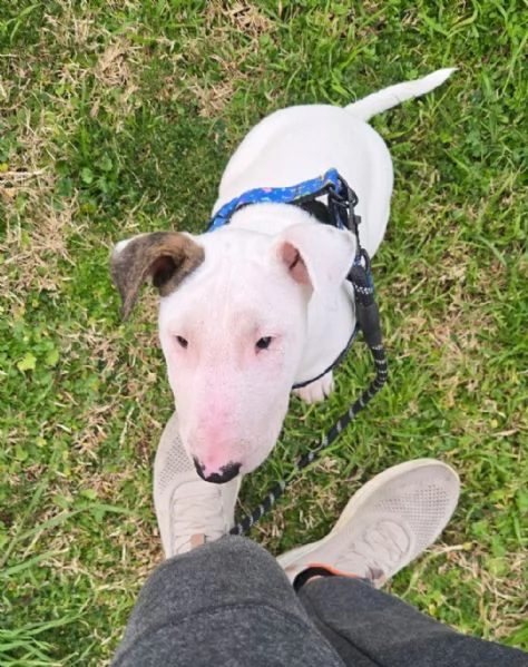 Cucciolo bull terrier | Foto 4