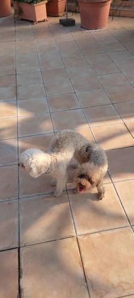 Cuccioli barboncini | Foto 2