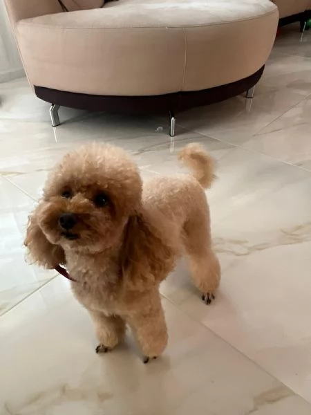 Cuccioli barboncini | Foto 1