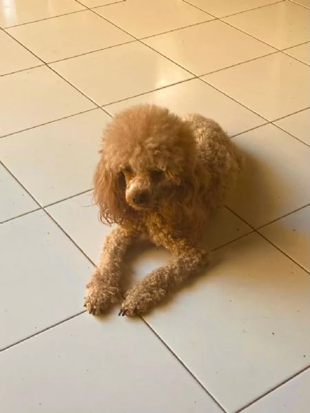 Cuccioli barboncini | Foto 0