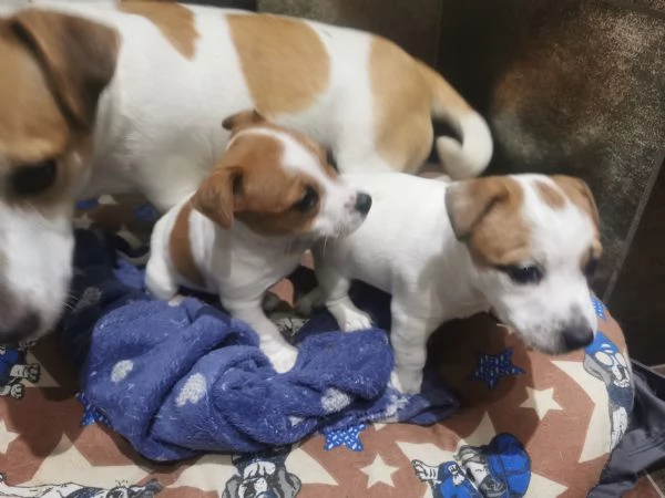 Cuccioli Jack russel terrier  | Foto 7