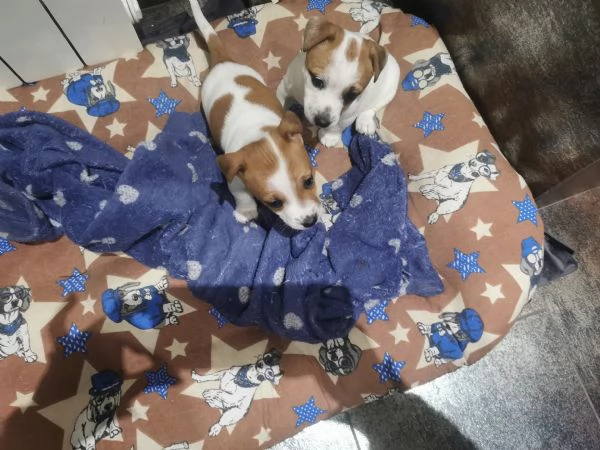 Cuccioli Jack russel terrier  | Foto 6