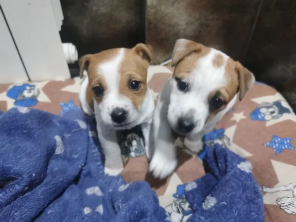 Cuccioli Jack russel terrier  | Foto 5