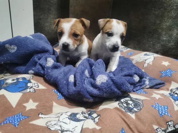 Cuccioli Jack russel terrier  | Foto 4