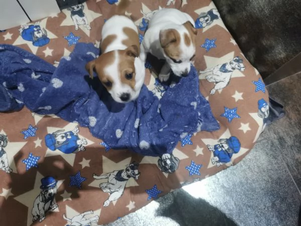 Cuccioli Jack russel terrier  | Foto 3