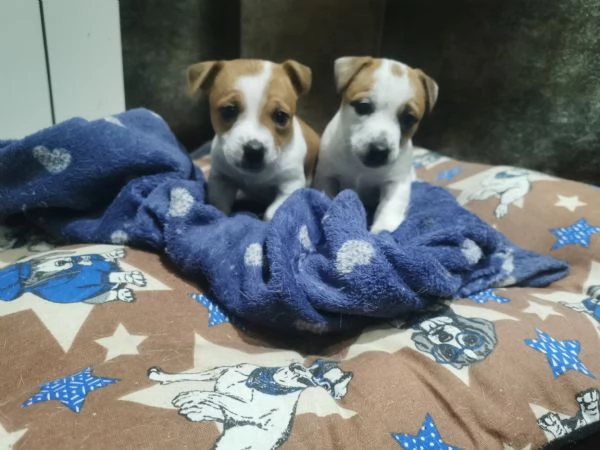 Cuccioli Jack russel terrier  | Foto 2