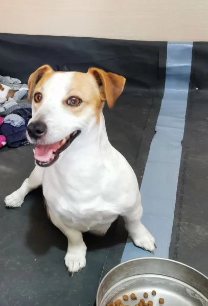 Cuccioli Jack russel terrier  | Foto 1