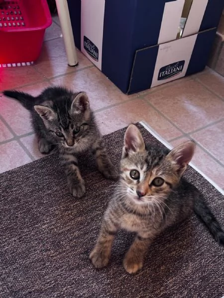 GATTI IN REGALO | Foto 4