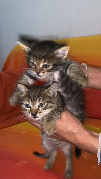 GATTI IN REGALO | Foto 3