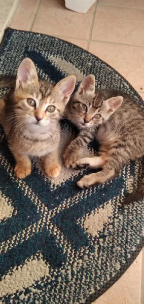 GATTI IN REGALO | Foto 2