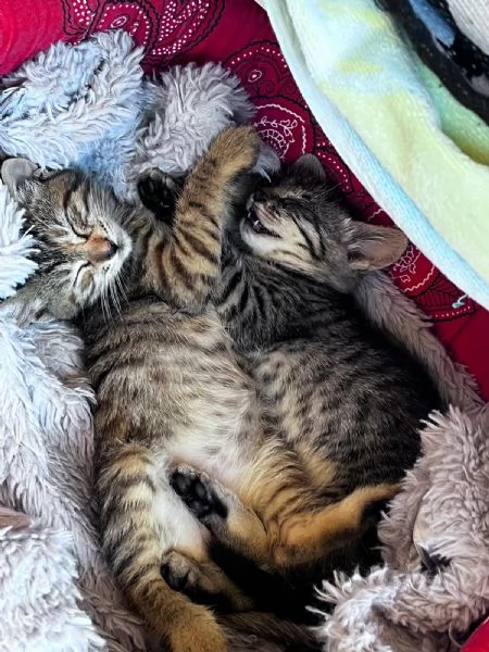 GATTI IN REGALO | Foto 1