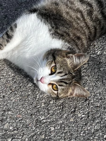 Gattina in regalo | Foto 0