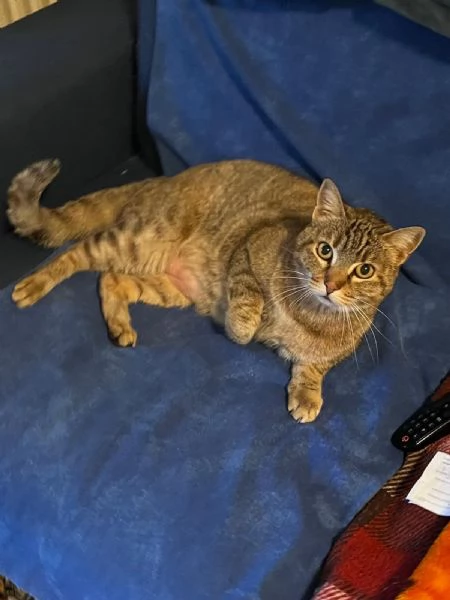 Gatto 