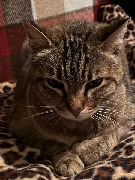 Gatto  | Foto 4
