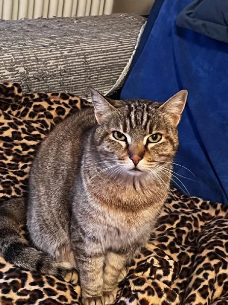 Gatto  | Foto 1