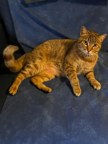 Gatto  | Foto 0
