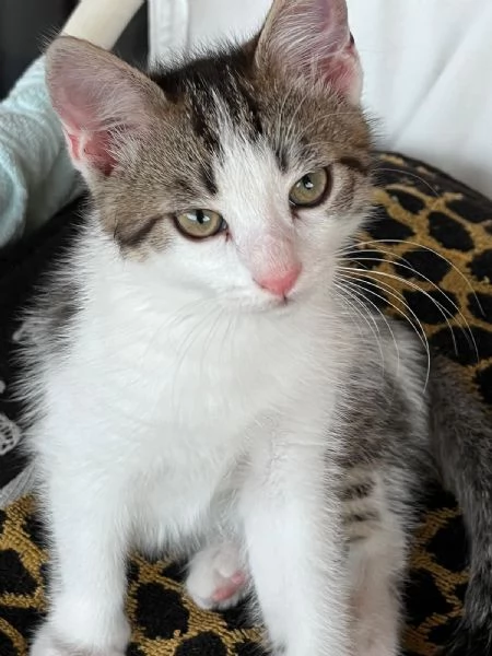 2 gattini in regalo 
