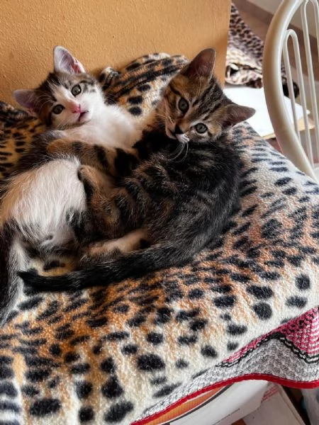 2 gattini in regalo  | Foto 1
