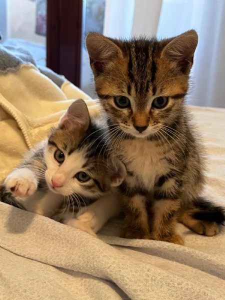 2 gattini in regalo  | Foto 0