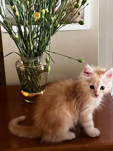 GATTINO in regalo 