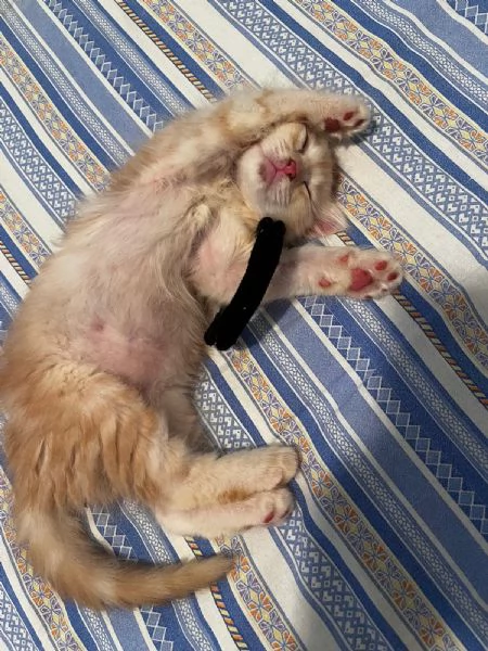 GATTINO in regalo  | Foto 4