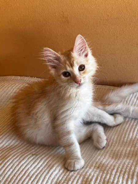 GATTINO in regalo  | Foto 3