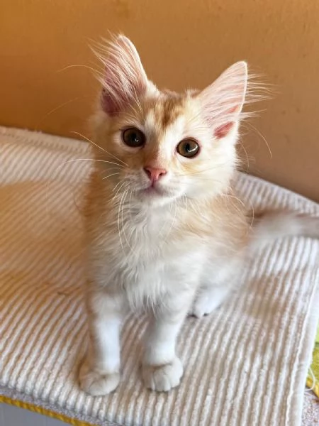 GATTINO in regalo  | Foto 1