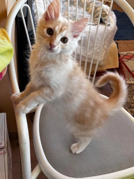 GATTINO in regalo  | Foto 0